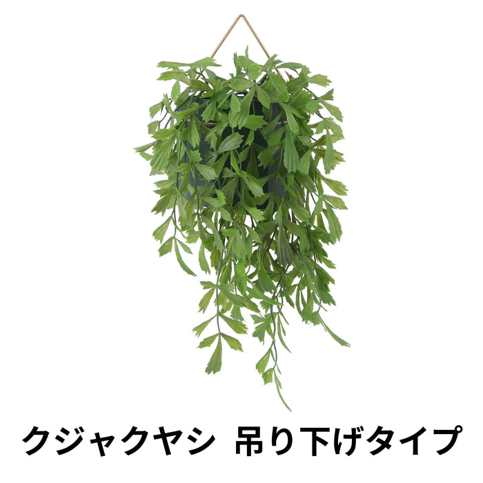 クジャクヤシ 吊り下げタイプ
