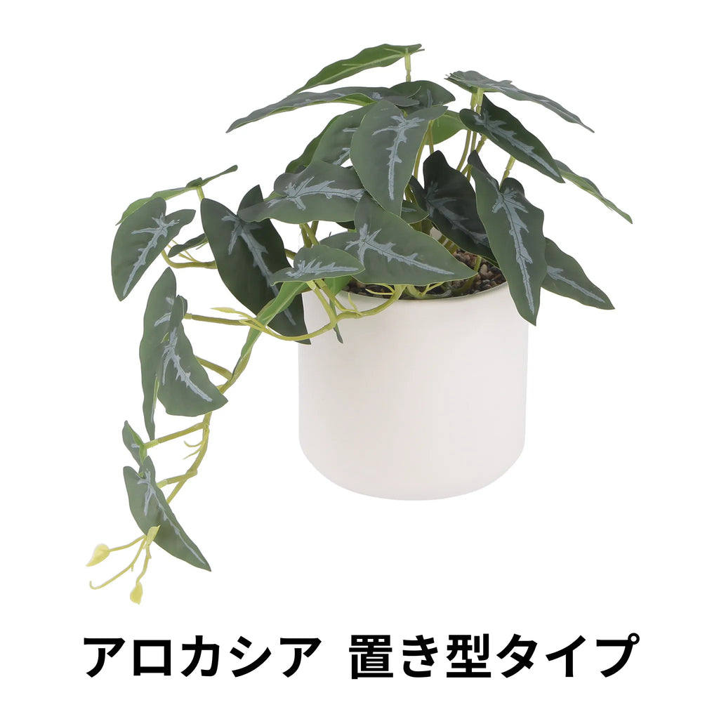 フェイクグリーン アロカシア 置き型タイプ — 【セルタン 公式】