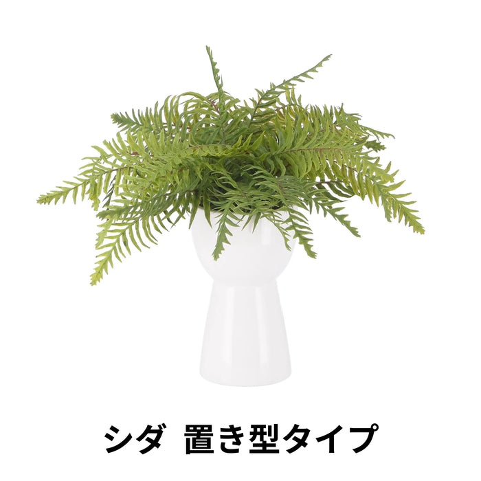 シダ 置き型タイプ