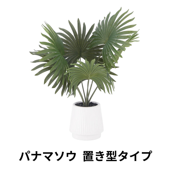 パナマソウ 置き型タイプ