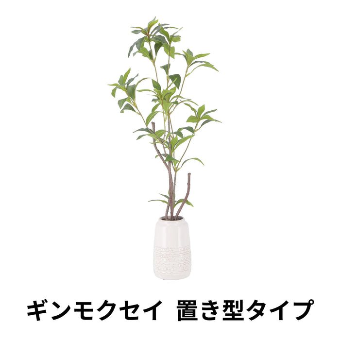 ギンモクセイ 置き型タイプ