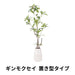 ギンモクセイ 置き型タイプ
