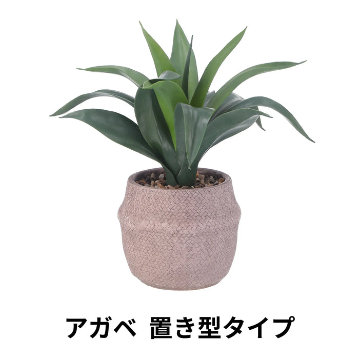 アガベ 置き型タイプ