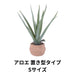 アロエ 置き型タイプSサイズ