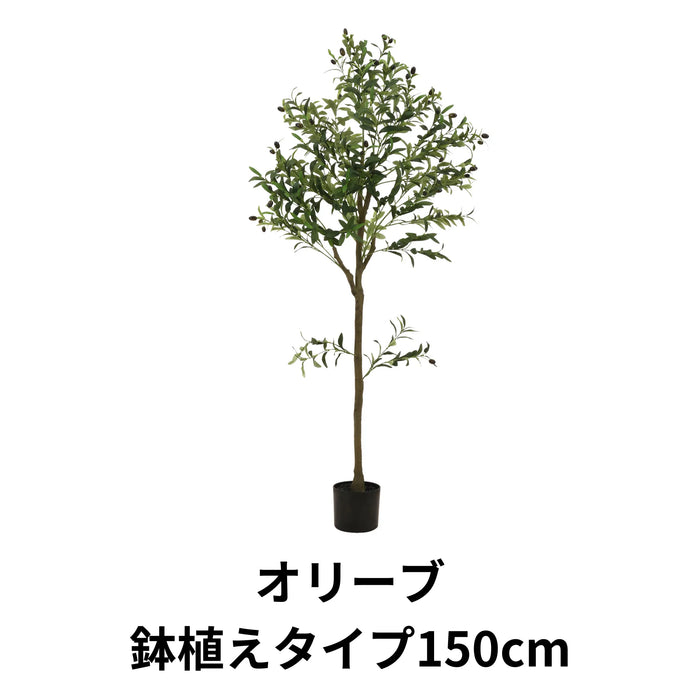 オリーブ 鉢植えタイプ150cm