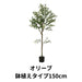 オリーブ 鉢植えタイプ150cm